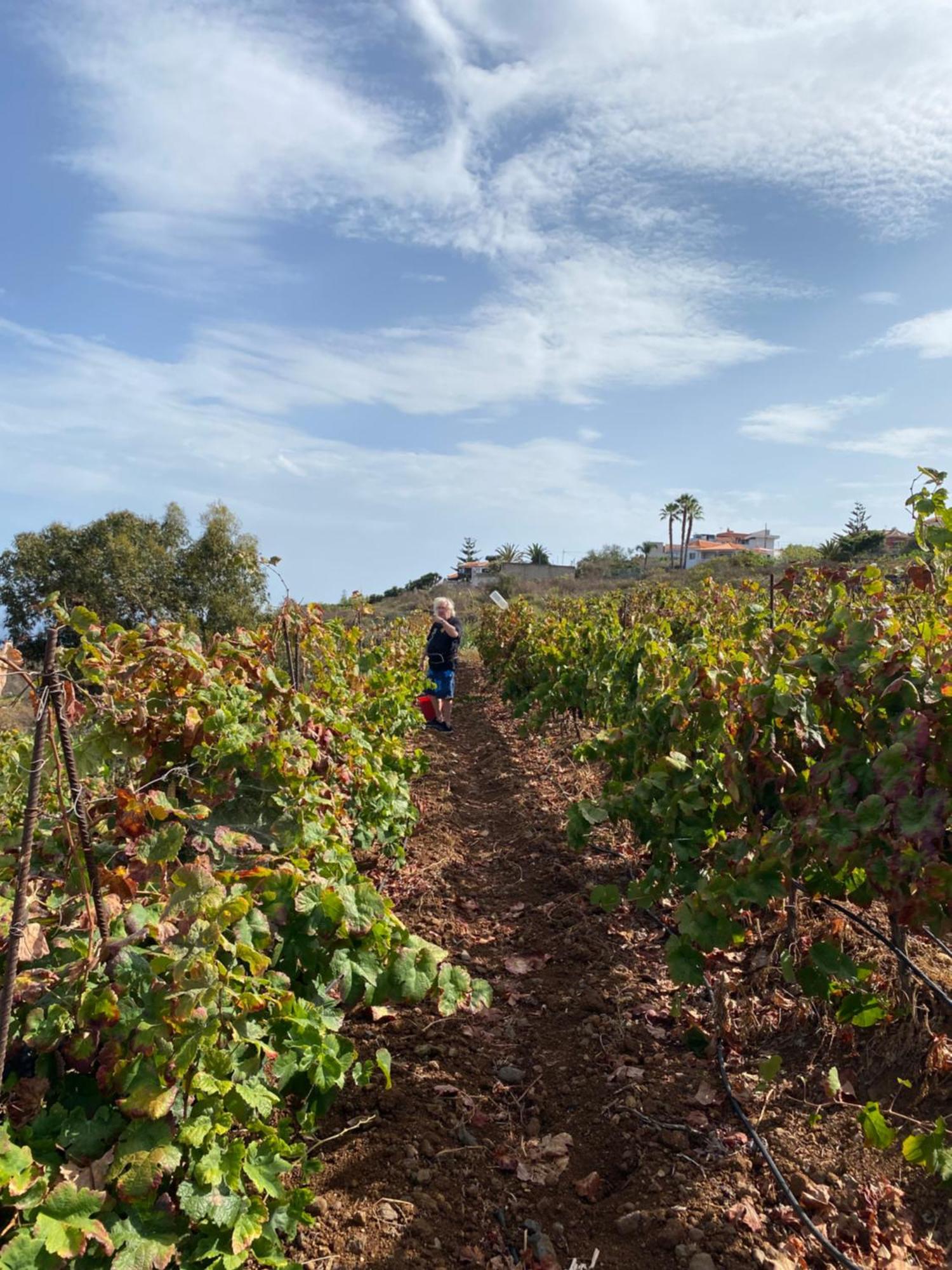 Finca Angelus Apartment Syrah With Amazing Views La Matanza De Acentejo Extérieur photo