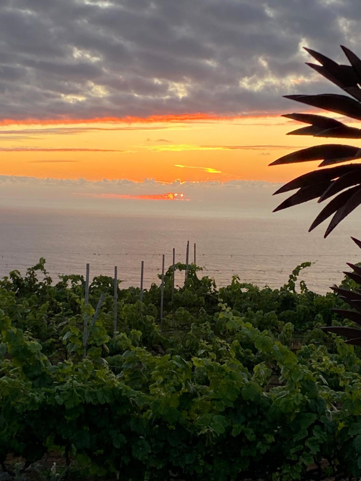 Finca Angelus Apartment Syrah With Amazing Views La Matanza De Acentejo Extérieur photo